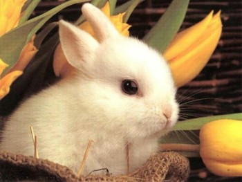 pasqua1
